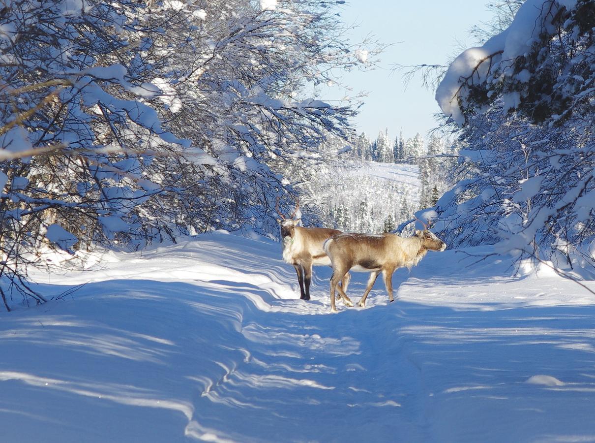 Lapland Snow Landsteder